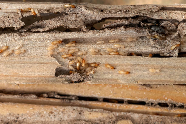 Best Affordable Pest Control Services  in Eupora, MS